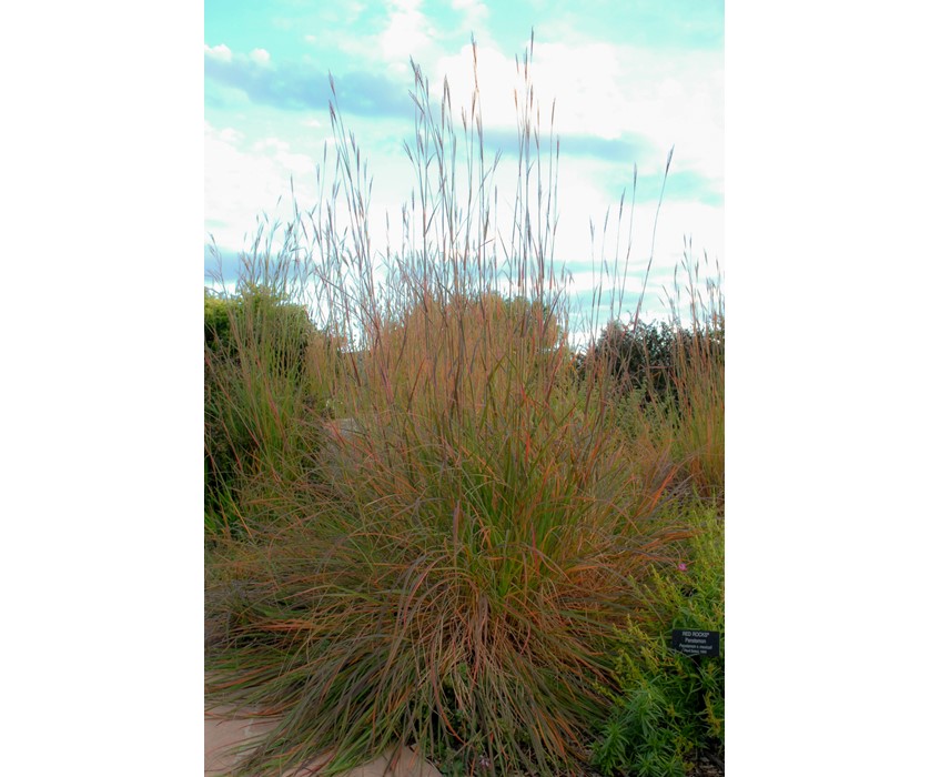 Big Bluestem